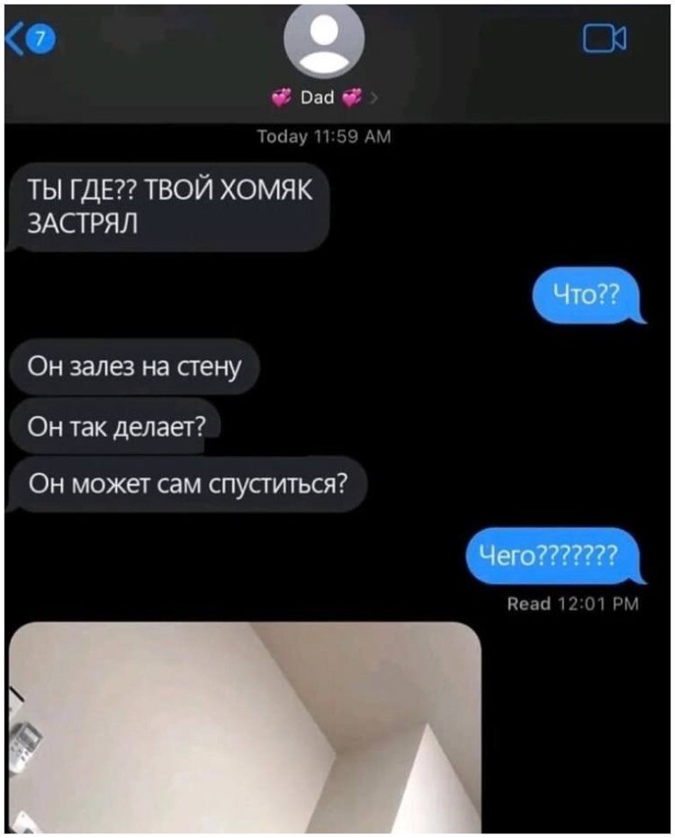 Боевой хомяк показал, как правильно сбегать от проблем
