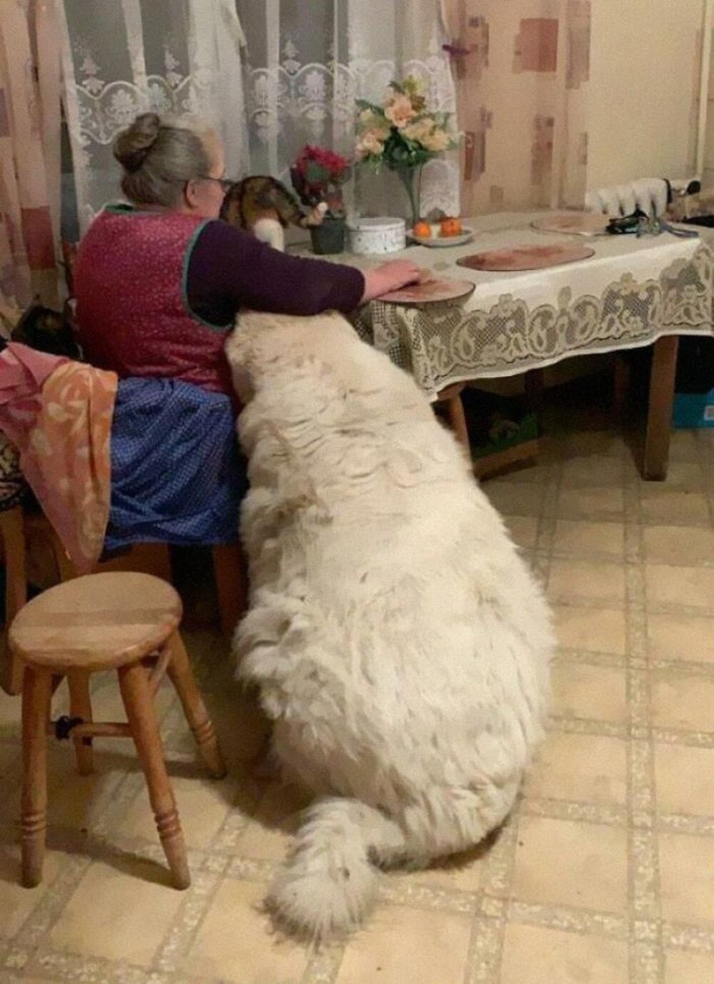 15. Это пёсель или домашний белый медведь?
