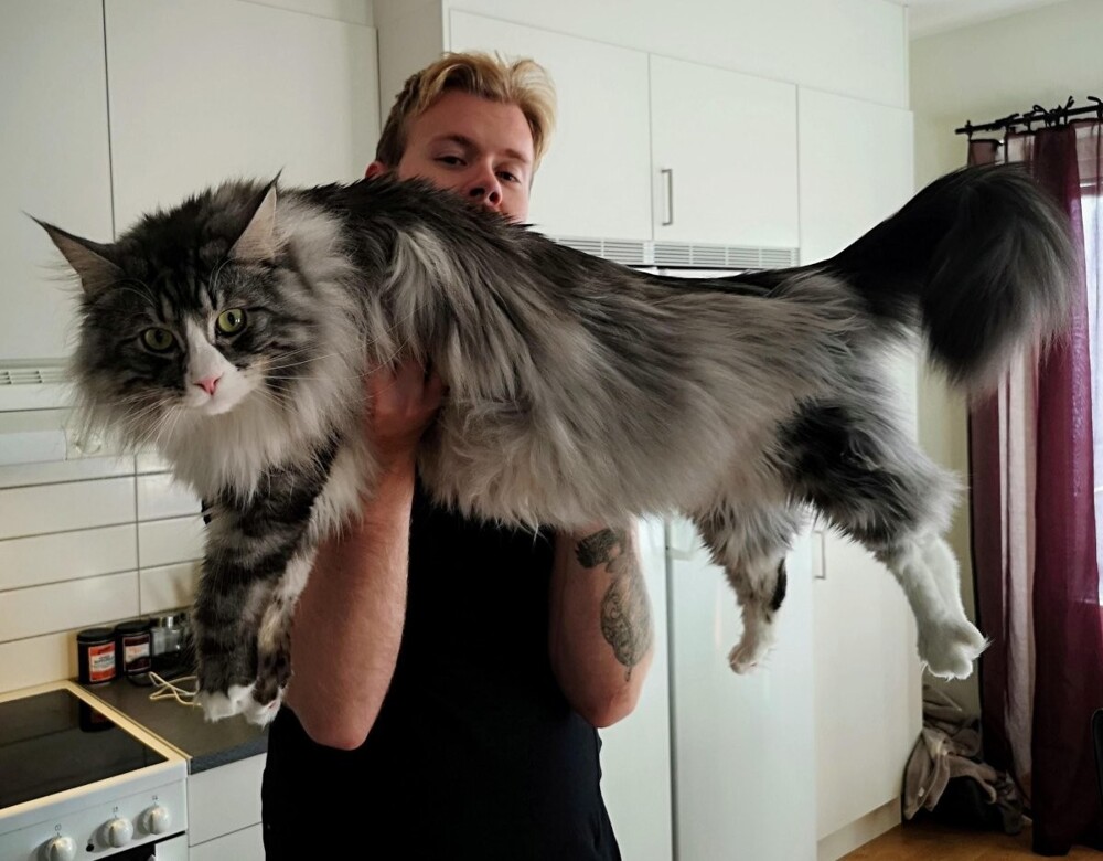 1. Хорошего котика должно быть много