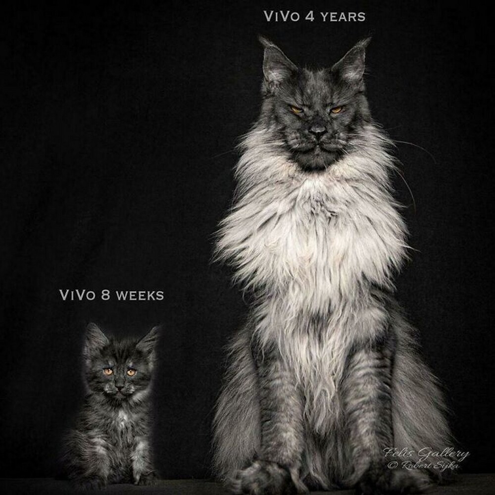 7. Как быстро растут котики