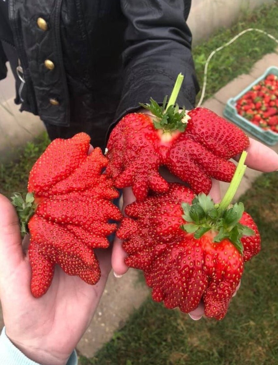 Вполне возможно, что клубника больше куста, на котором выросла