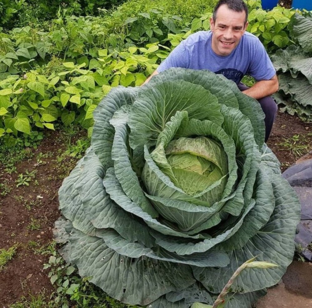 Выросла капуста