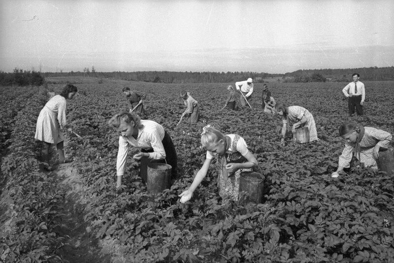 На полях совхоза в Раменском. 1948 год. Автор: Сергей Васин. Московская область.