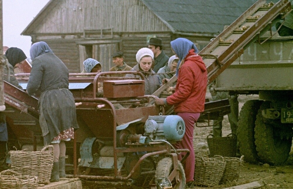 Архив Александра Анатольевича Акилова. ИТР на уборке картофеля. 1976 год. Автор: Александр Акилов. Ярославская область.
