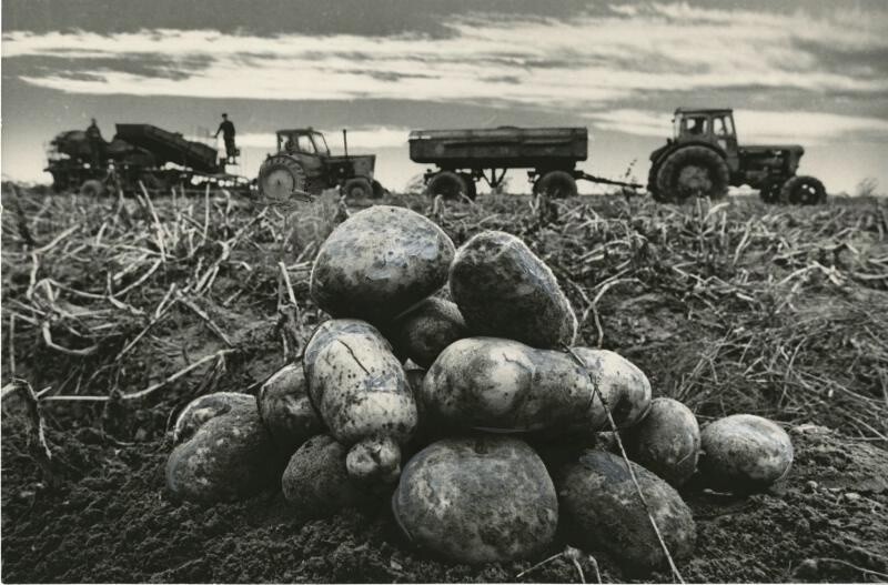 Уборка картофеля. 1970-е. Автор: Александр Абаза.