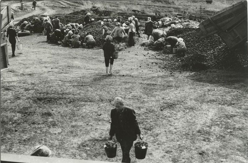 Горожане за переработкой картофеля. Совхоз «Металлург». 24 мая 1979 года. Автор: Владимир Соколаев. Кемеровская область, Новокузнецкий район.