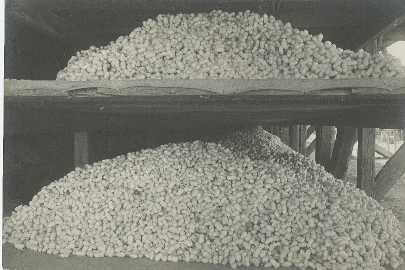 Урожай картофеля. 1929–1930 годы. Автор: Иван Панов. Узбекская ССР.