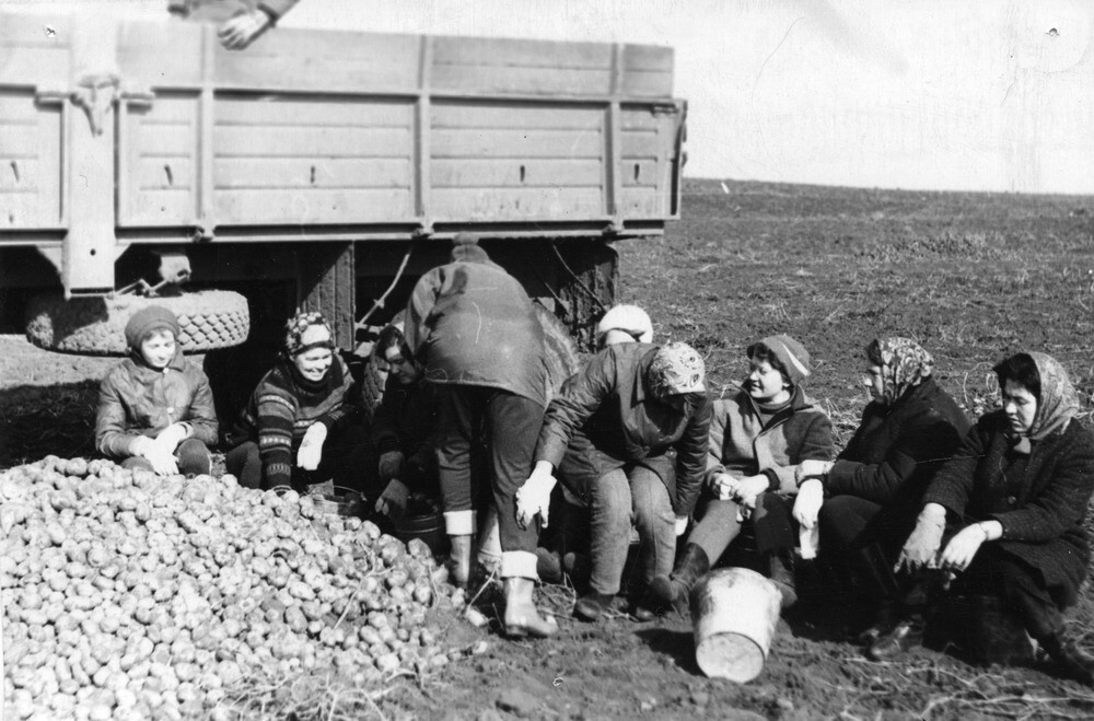 Архив Шарыповых – Афанасьевых. На уборке картофеля. 30 сентября 1973 года. Неизвестный автор. Куйбышевская область, совхоз имени Менжинского.