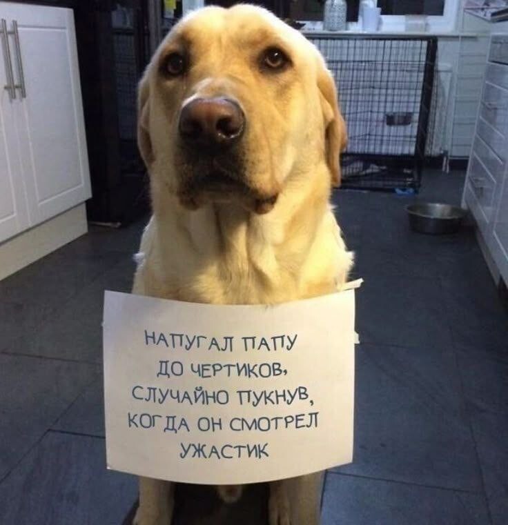 Минприроды предлагает маркировку и единую базу данных для домашних собак