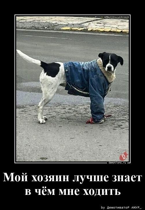 Мой хозяин лучше знает, в чем мне ходить