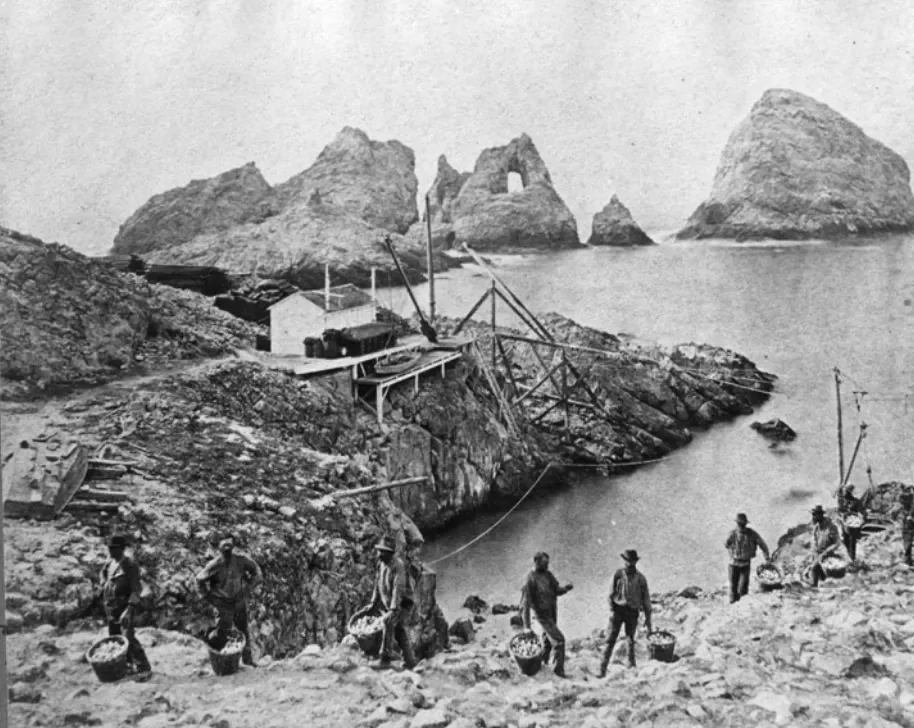 Яичная лихорадка, вошедшая в историю как кровавая битва за птичьи гнёзда