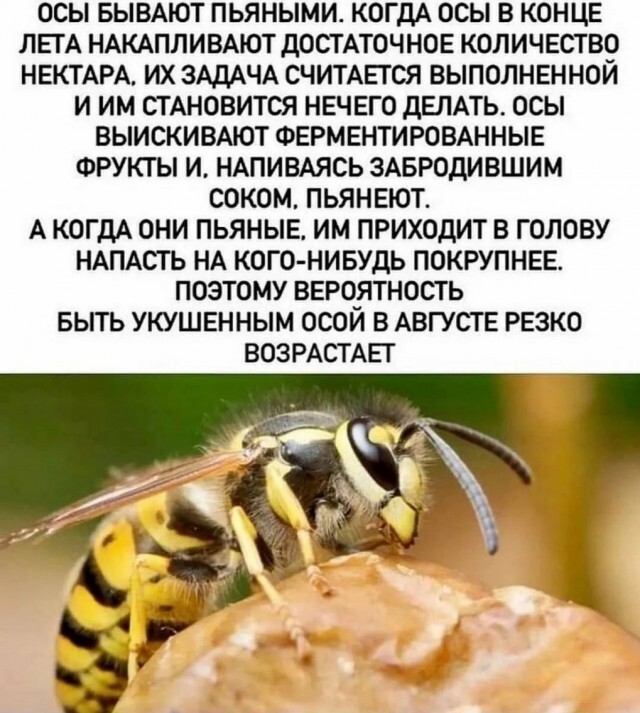Не ищите здесь смысл. Здесь в основном маразм