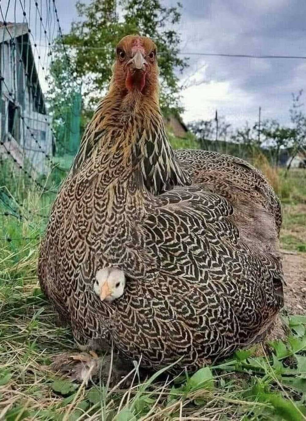 На общую тему 