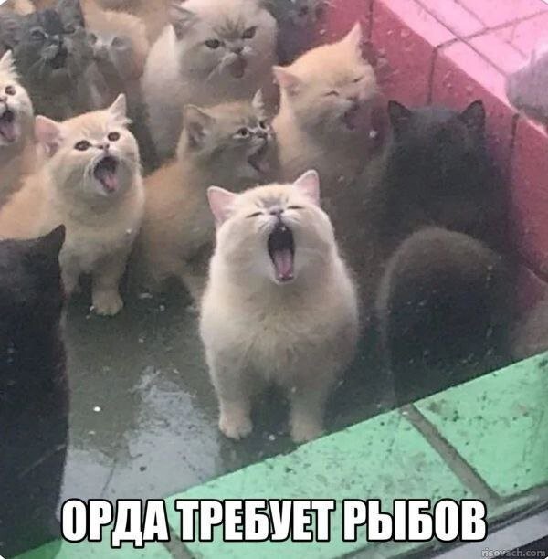 Скрины из соцсетей 
