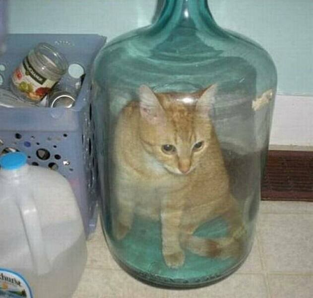 Скрины из соцсетей 