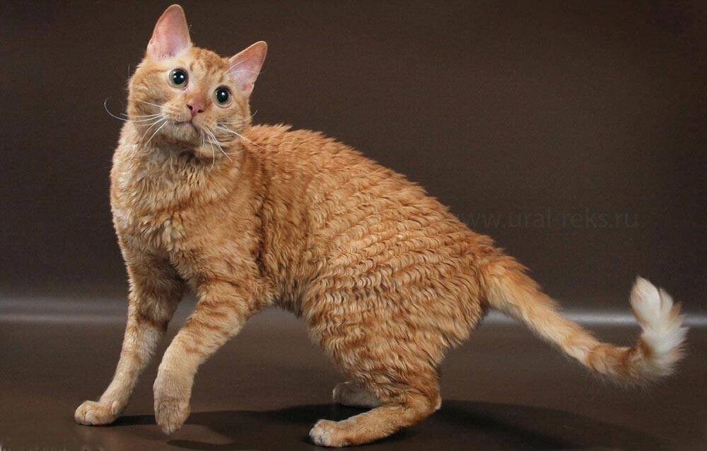 Уральский рекс