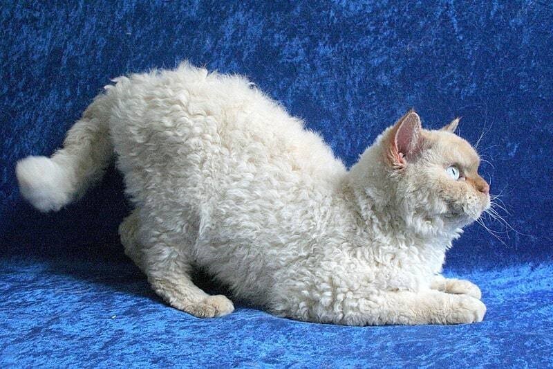 Скукум