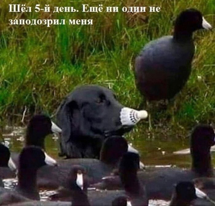 Не ищите здесь смысл. Здесь в основном маразм