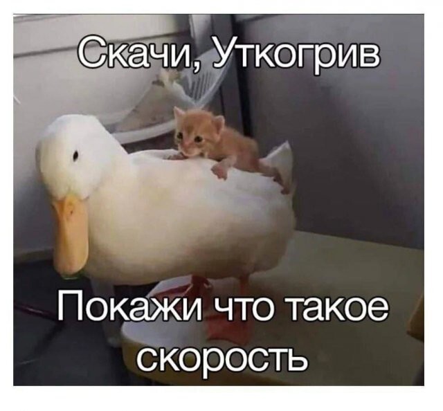 Скрины из соцсетей 
