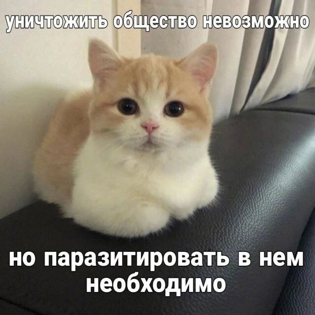 Скрины из соцсетей 