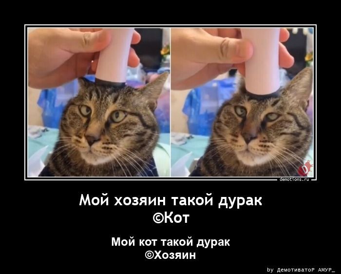 Мой хозяин такой дурак ©Кот