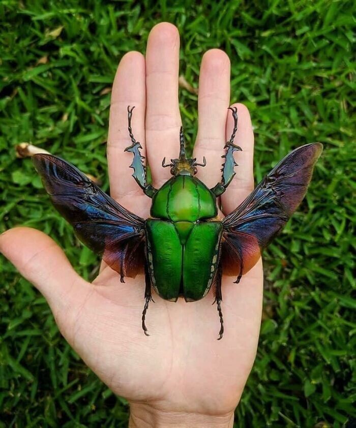 17. Mecynorhina Torquata - один из крупнейших цветочных жуков в мире