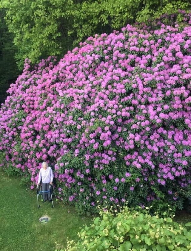 10. 100-летний куст рододендрона
