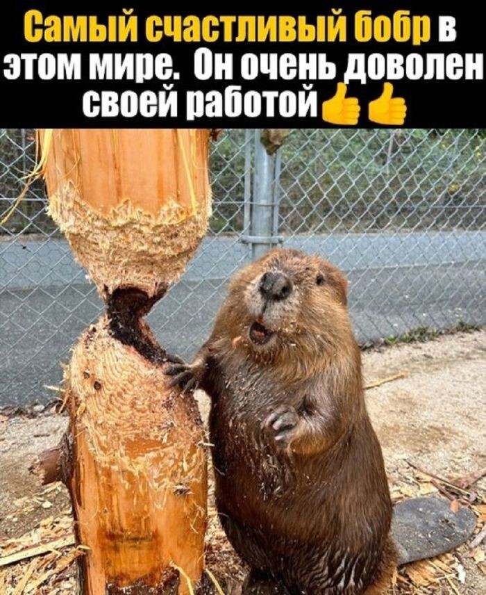 Не ищите здесь смысл. Здесь в основном маразм