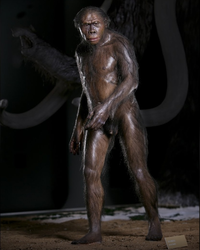 Человек умелый, Homo habilis