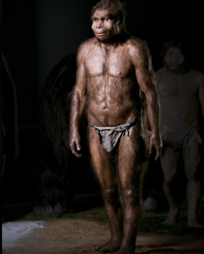 Человек прямоходящий, Homo erectus, питекантроп (Ява)