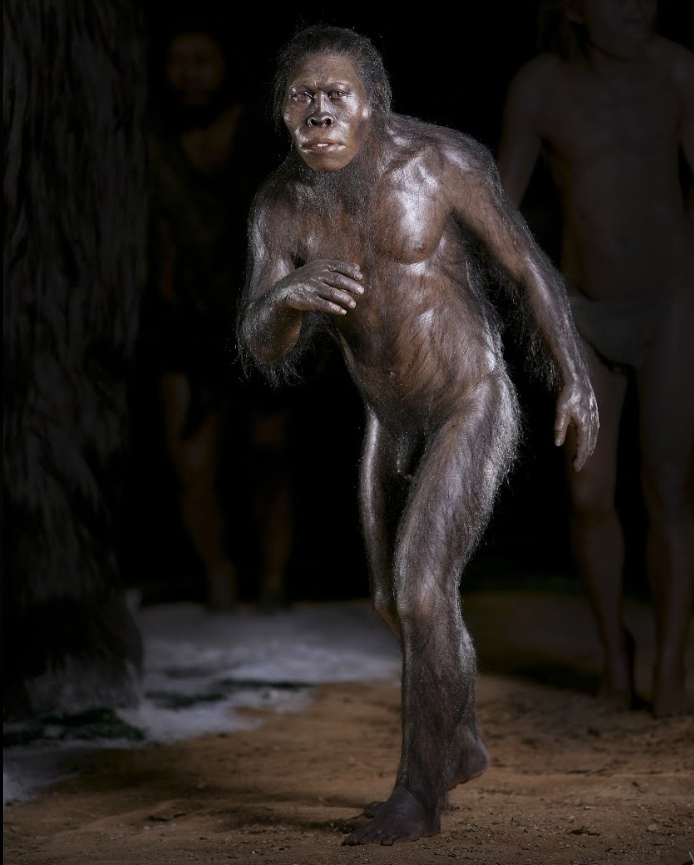 Человек рудольфский, Homo rudolfensis