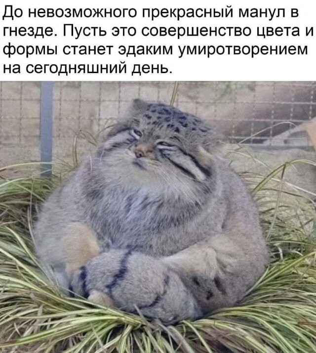Скрины из соцсетей