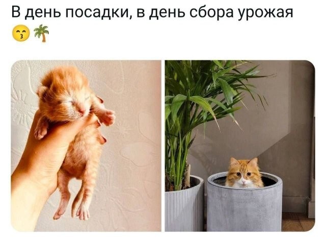 Скрины из соцсетей