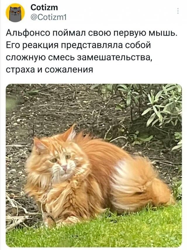 Скрины из соцсетей