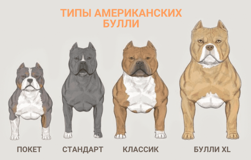 Американский булли