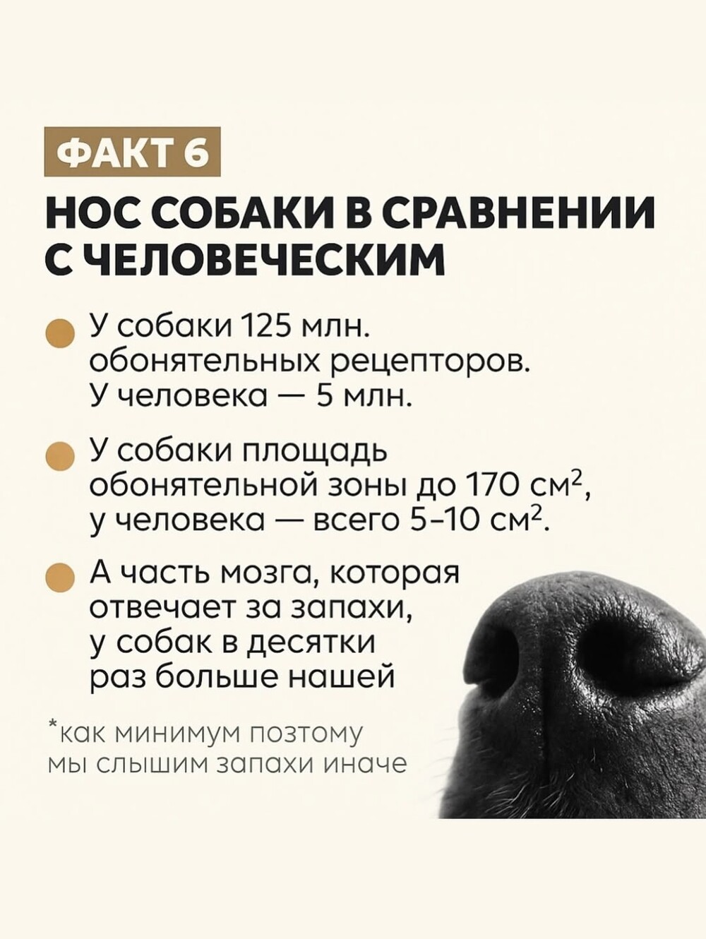 Собачий нос — это айфон без подзарядки, Google и бабка у подъезда в одном лице