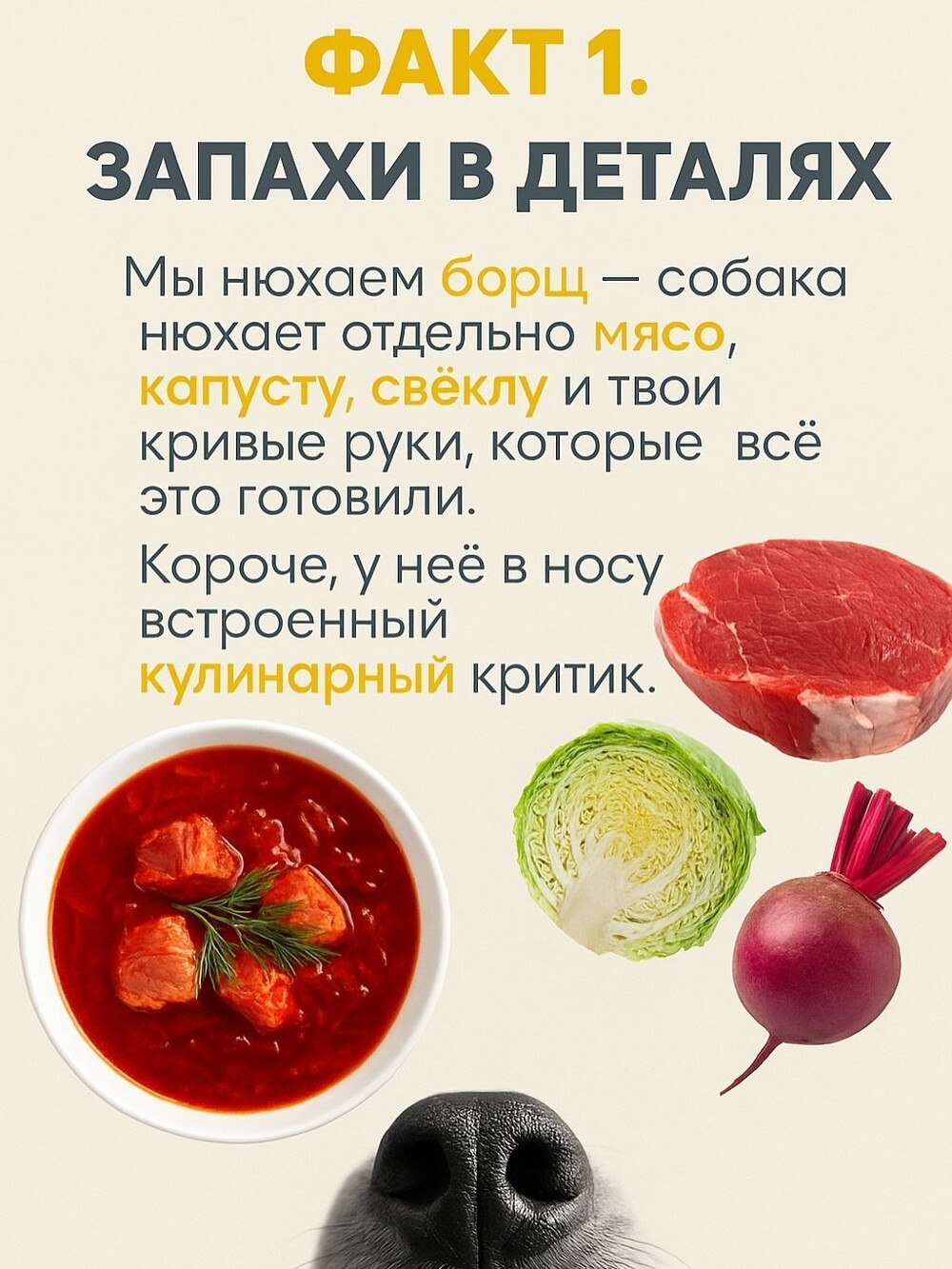 Собачий нос — это айфон без подзарядки, Google и бабка у подъезда в одном лице