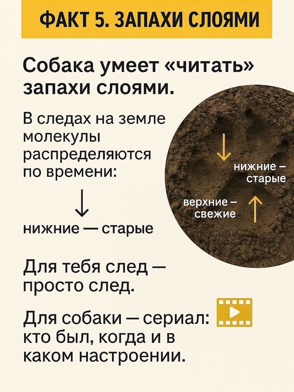 Собачий нос — это айфон без подзарядки, Google и бабка у подъезда в одном лице