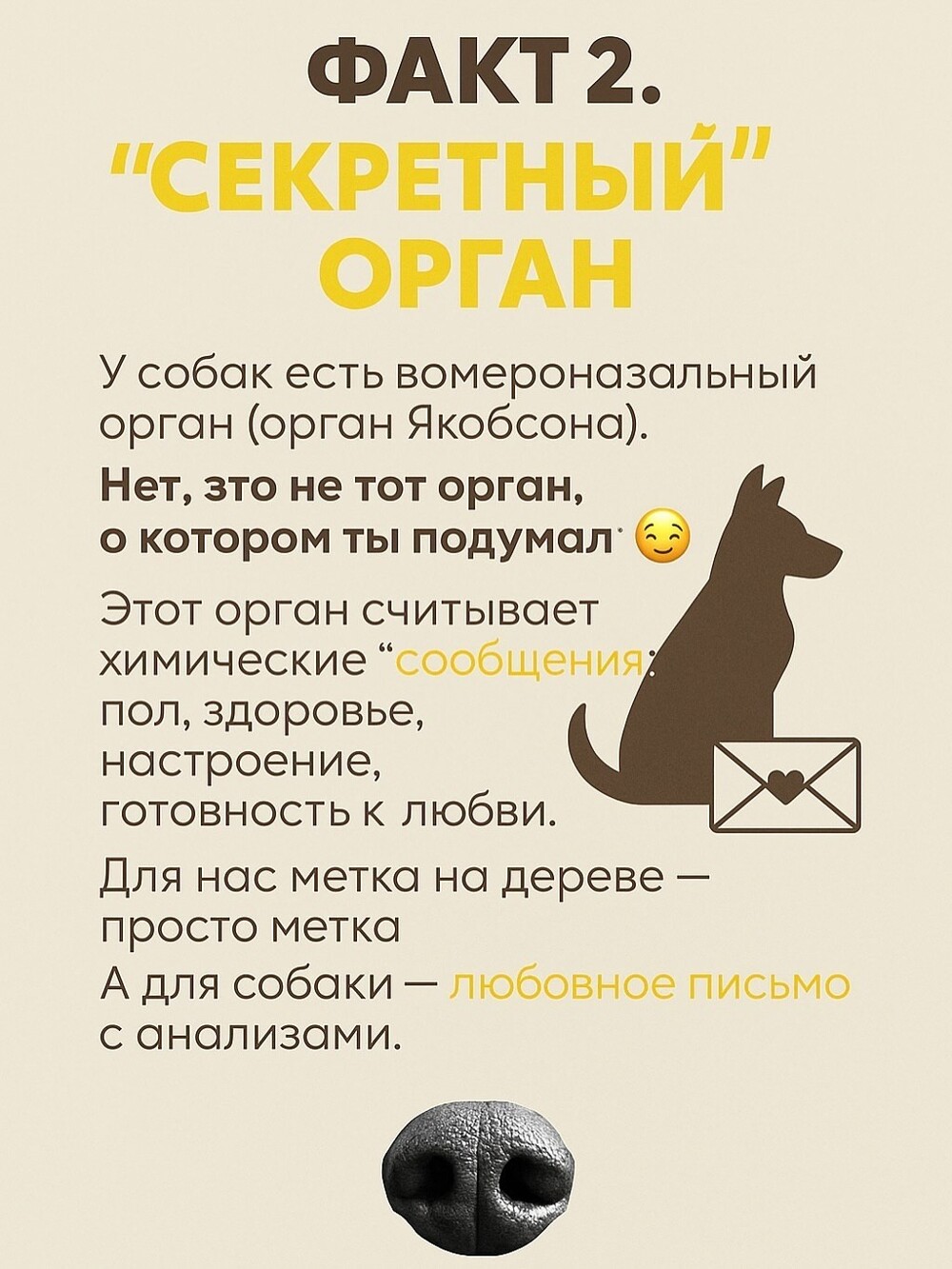 Собачий нос — это айфон без подзарядки, Google и бабка у подъезда в одном лице