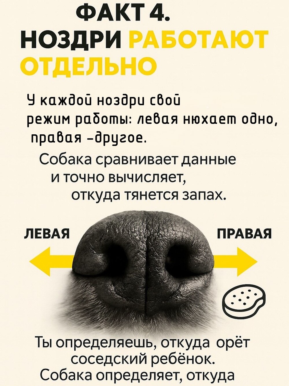 Собачий нос — это айфон без подзарядки, Google и бабка у подъезда в одном лице