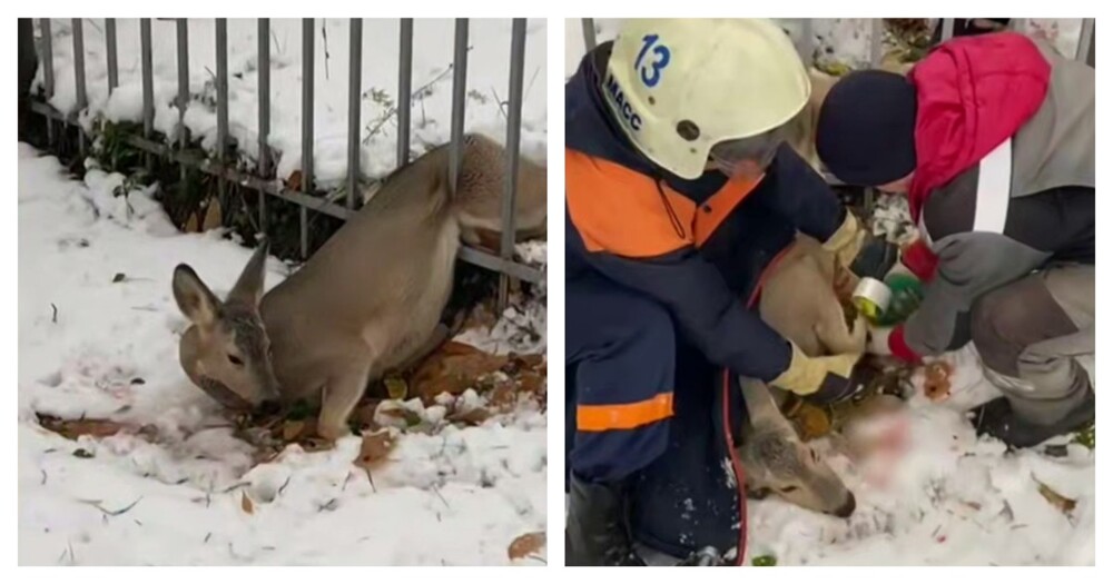 Спасатели пришли на помощь косуле