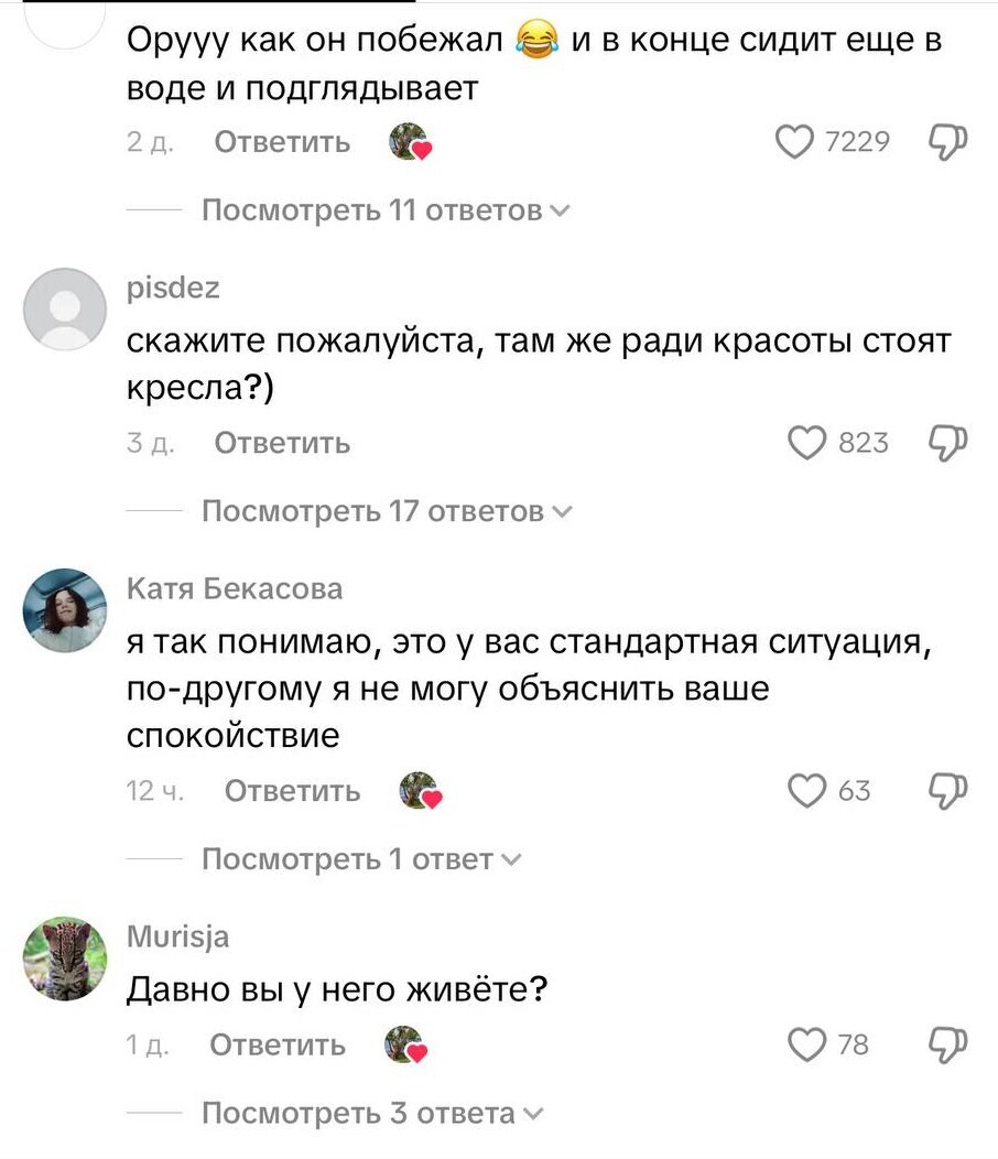Аллигатор пришёл в гости, но хозяйка оказалась смелее