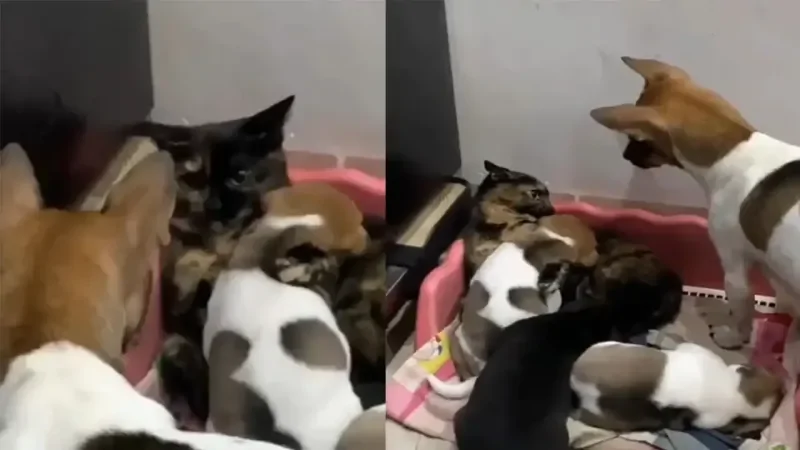 Кошка пригрела щенят