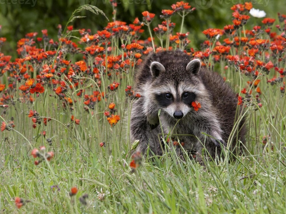 На общую тему  На общую тему