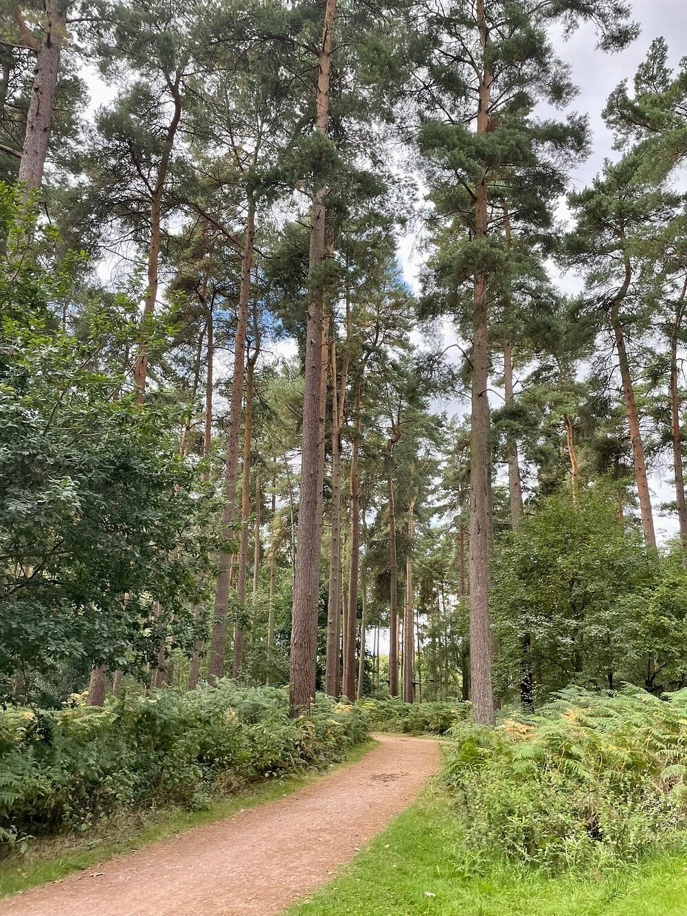 Лес легенд Кэннок Чейз