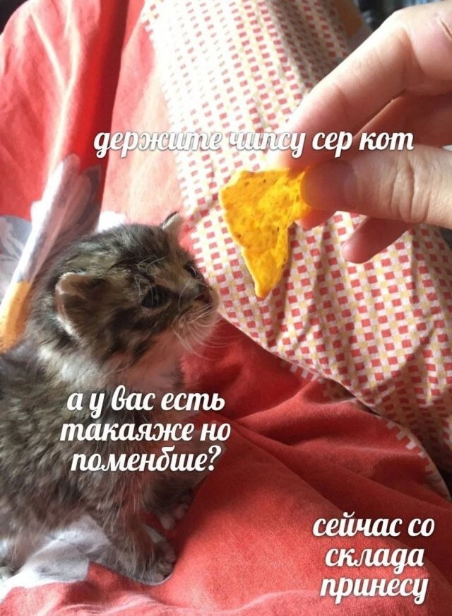 Скрины из соцсетей
