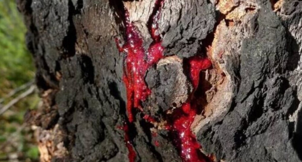 Дерево получило название «кровавое» — Pterocarpus angolensis. Догадываетесь почему?