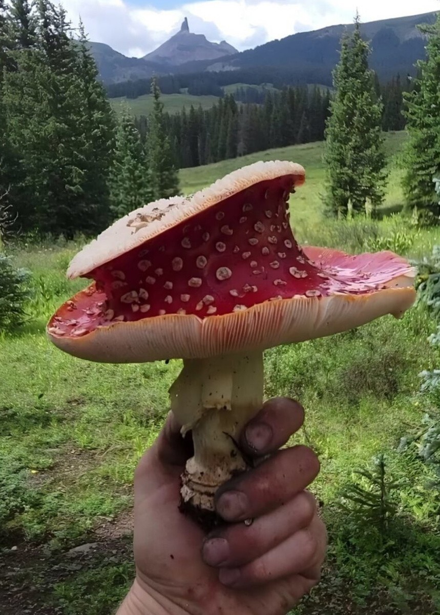Мухомор, который отличатся от сородичей