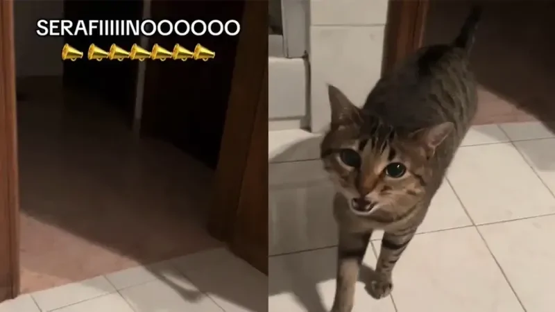 Кот начинает петь, когда его зовут по имени