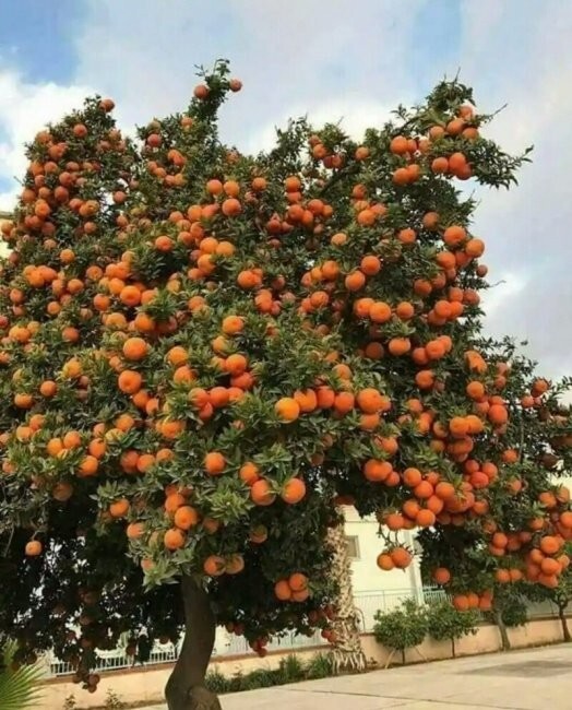  Намешалось 